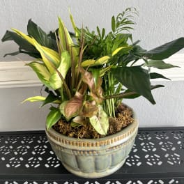Mixed potted tropical foliage arrangement in a decorative ceramic bowl