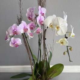 Potted orchid arrangement with pink and white blooms in a square wooden container