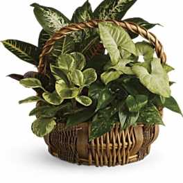 Basket of assorted green houseplants