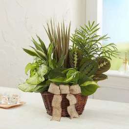 Mixed green houseplants in a wicker basket with a burlap bow