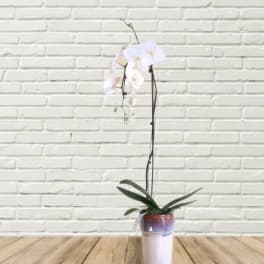 White orchid plant in a small pot on a wooden floor