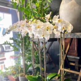 Row of white orchid plants in small gray pots on a shelf