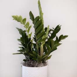 ZZ Plant