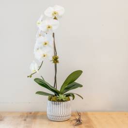 White orchid plant in a ribbed ceramic pot
