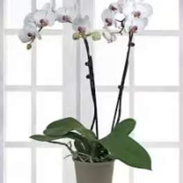 Potted orchid plant with white blooms and broad green leaves