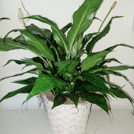 Potted peace lily plant with white blooms in a white woven basket