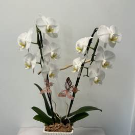 Escencia Blanca