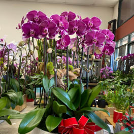 Large planter of fuchsia phalaenopsis orchids in a white bowl with a red bow