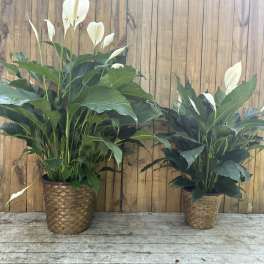 Two large peace lily plants with white blooms in woven baskets on a wooden deck