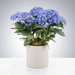 Hydrangea Plant by BloomNation™