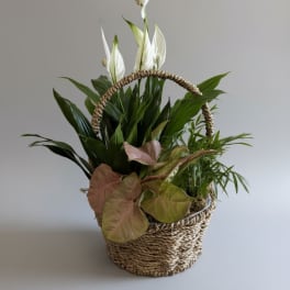 Medium Dish Garden
