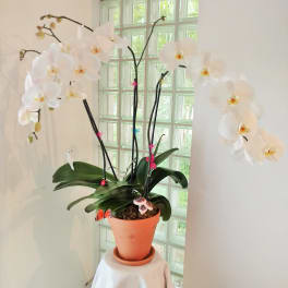 White orchid plant in a terracotta pot on a draped stand