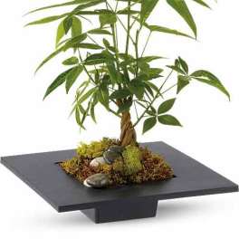 Money Tree Plant – Same Day Delivery Houston