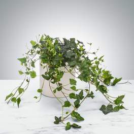Ivy Plant