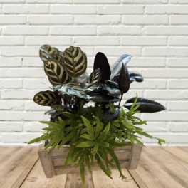 Potted plant arrangement with patterned dark leaves in a wooden crate