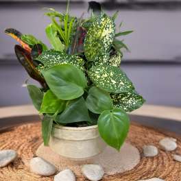 Potted green houseplant with speckled leaves in a ceramic container