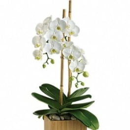 2 STEM ORCHID PLANTER