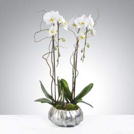 Two Stem Orchid Planter by BloomNation™
