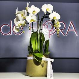 White orchid plant in a gold pot with a ribbon