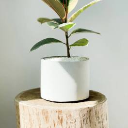 Potted variegated rubber plant in a white cylindrical planter