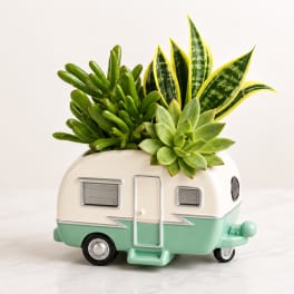 Happy Camper Succulent Garden