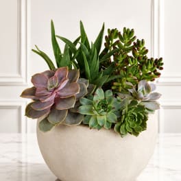 Desert Harmony Succulent Garden™