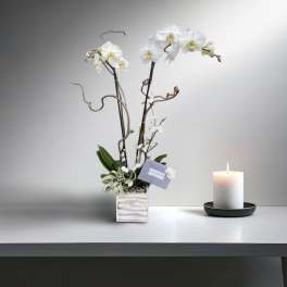 White orchid arrangement in a square vase beside a lit candle