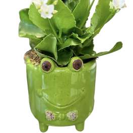 Small green frog planter with white flowers and thick leaves