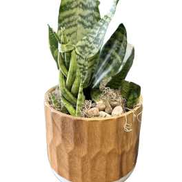 Potted snake plant in a wooden container with pebbles
