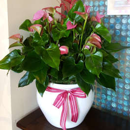 Large Anthurium plant
