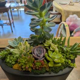 Succulents