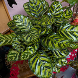 house plants