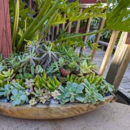 Mix of succulents