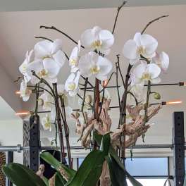 Beauty on display