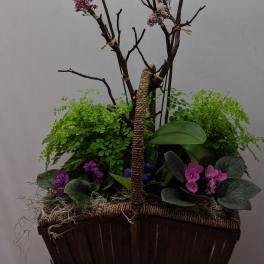 Wild orchids with plants