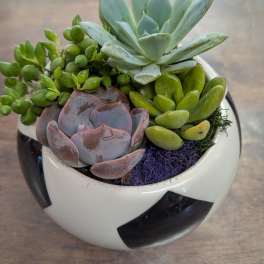 Succulent for any occasion