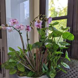 Orchids and plants