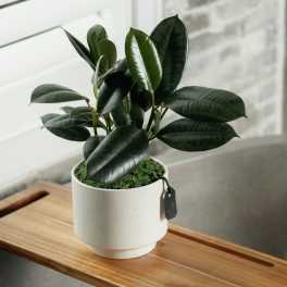 Potted rubber plant with glossy dark green leaves in a white ceramic pot