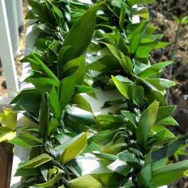 Braided green leaf leis laid out in parallel on a light surface.
