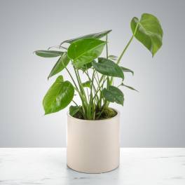 Potted green houseplant with large glossy leaves in a simple cream ceramic pot