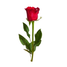 Single red rose with stem and leaves on a white background