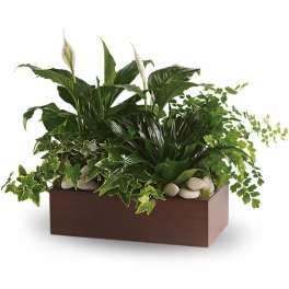 Teleflora's Quiet Expressions