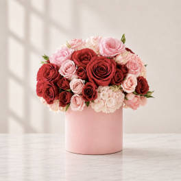 Velvet Blush