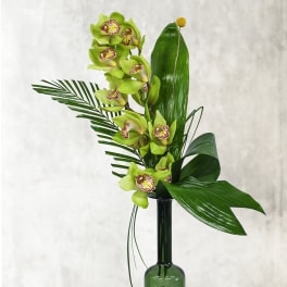 Cymbidium Delight