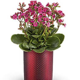 Pink flowering plant in a red textured pot