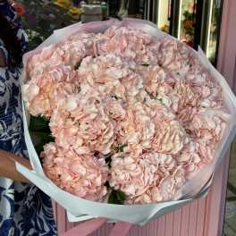 Large bouquet of pale pink hydrangeas wrapped in white paper with a pink ribbon