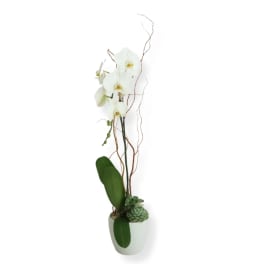 White orchid arrangement in a white pot with succulents and curly branches