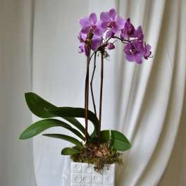 Phalaenopsis Orchid Plant