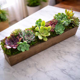 Rectangular wooden planter filled with assorted succulents and moss