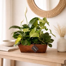 Green Dish Garden